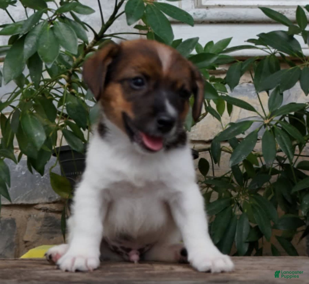 Jack Russell Terrier dogs for sale: Sparky - Image 4