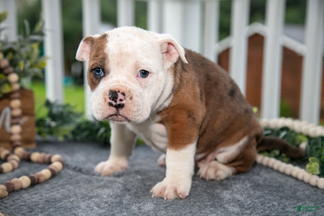Olde English Bulldogge dogs for sale: Carina - Image 2
