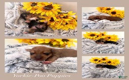 Standard Poodle dogs for sale: Yorkie-poo Pups - Image 6