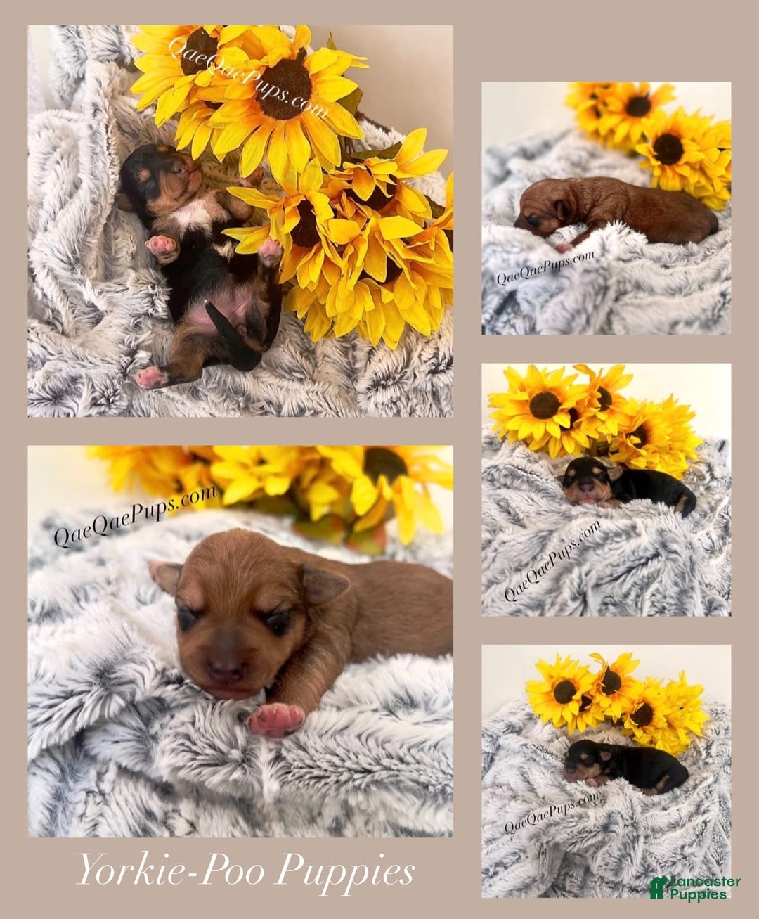 Standard Poodle dogs for sale: Yorkie-poo Pups - Image 6
