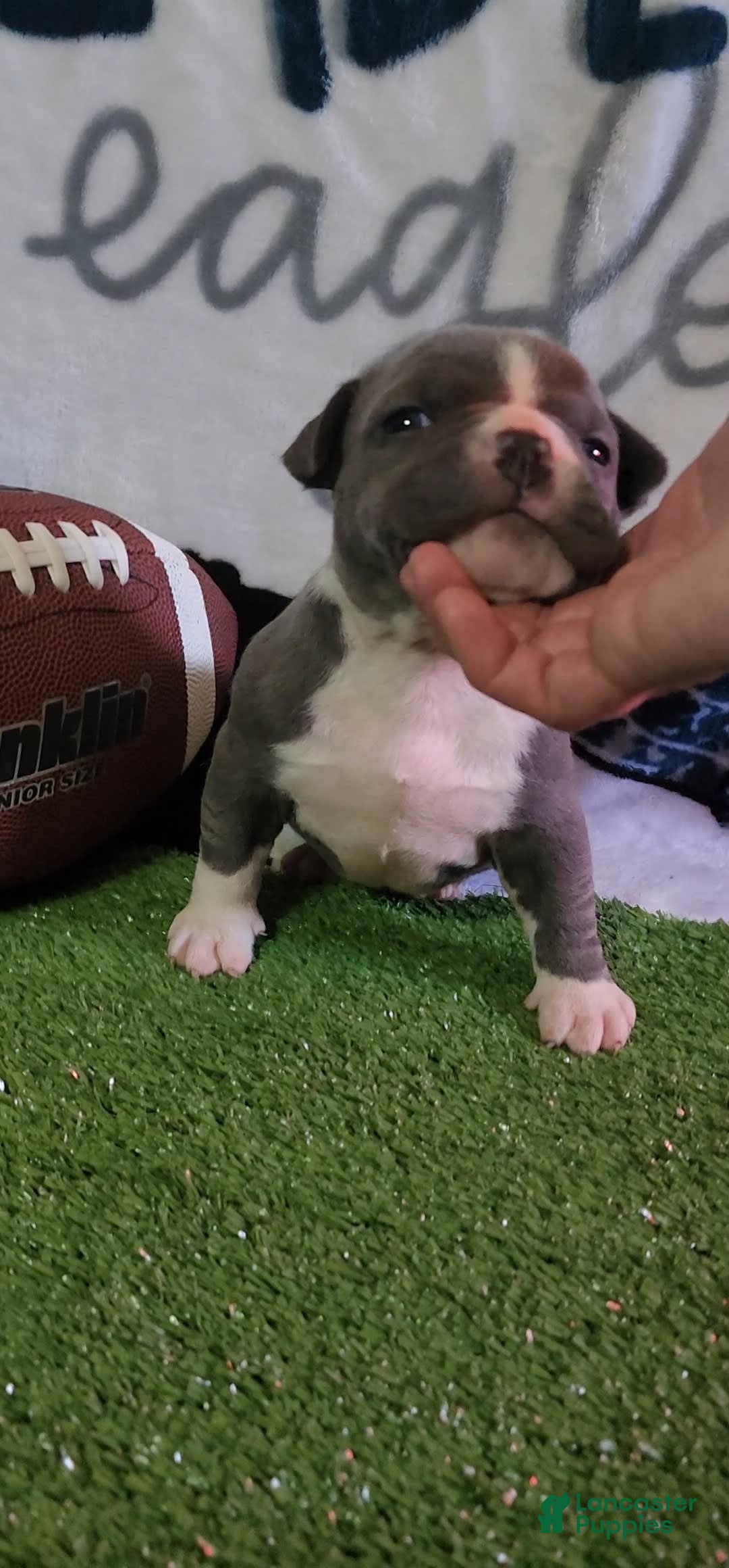American Bully dogs for sale: Mary-kate - Image 10