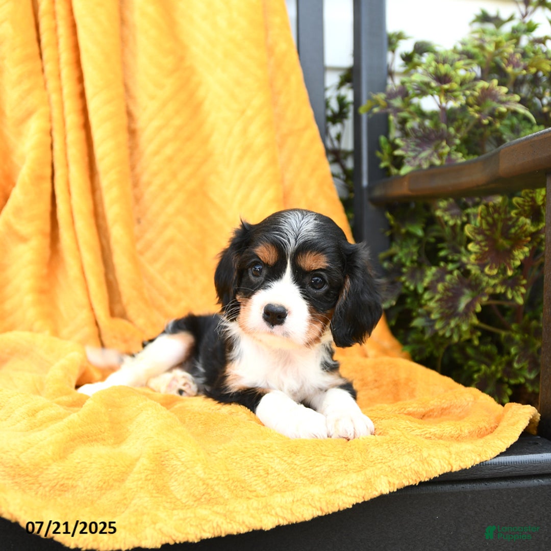 Cavalier King Charles Spaniel dogs for sale: Ginger - Image 1