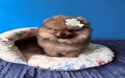 Pomeranian dogs for sale: Kayla - Image 4