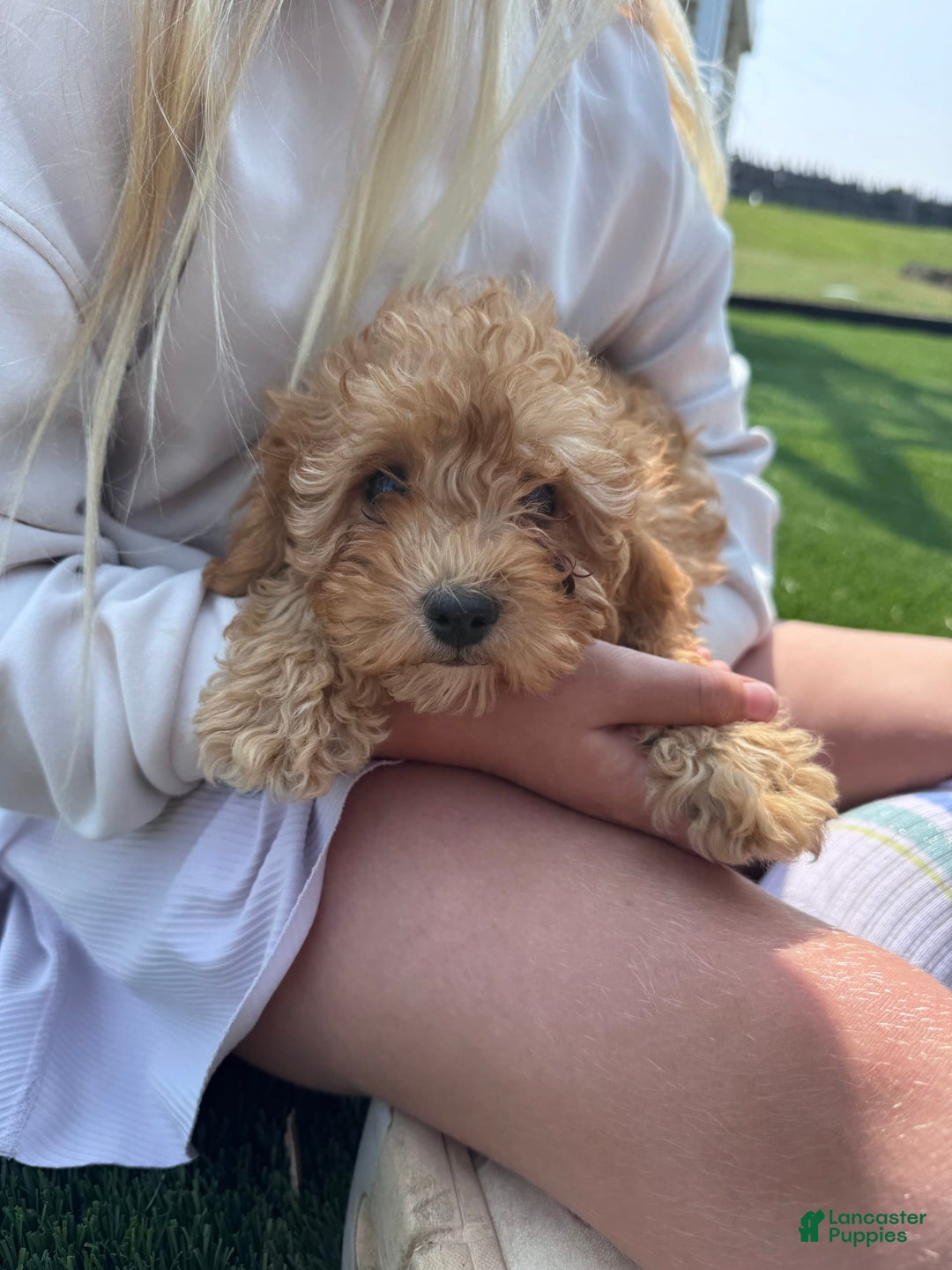 Cavapoo dogs for sale: Bella - Image 9