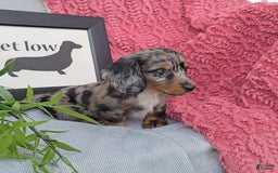 Miniature Dachshund dogs for sale: Jones - Image 3