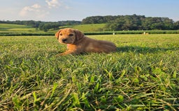 Labrador Retriever dogs for sale: Rusty - Image 2