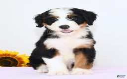 Mini Bernedoodle dogs for sale: Ben - Image 1