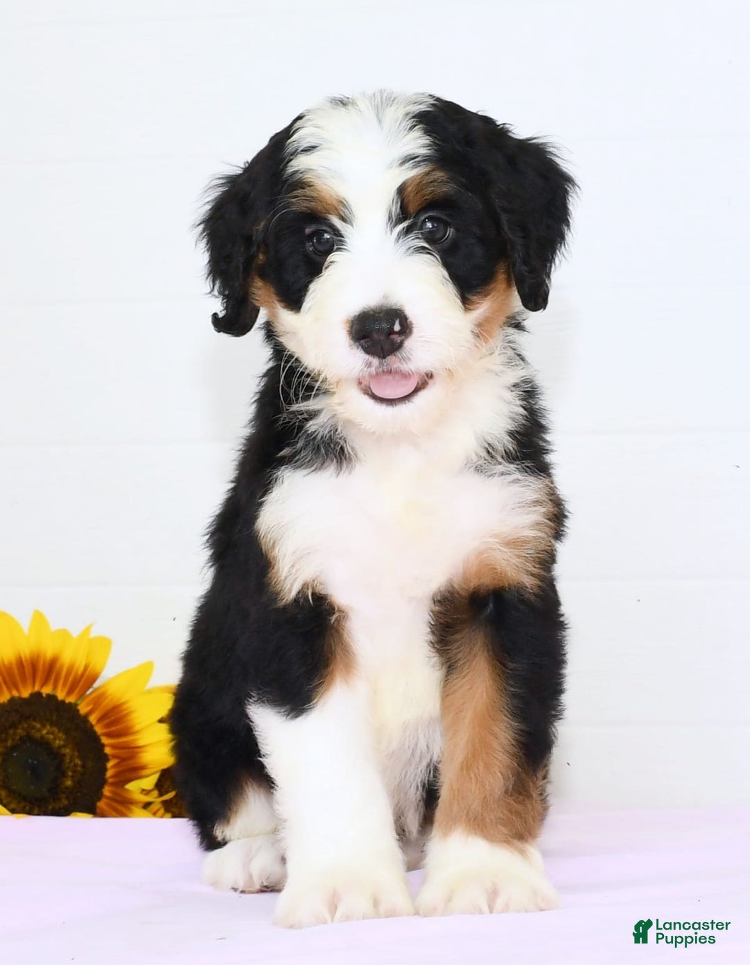 Mini Bernedoodle dogs for sale: Ben - Image 1