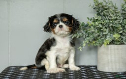 Cavalier King Charles Spaniel dogs for sale: Lester - Image 3