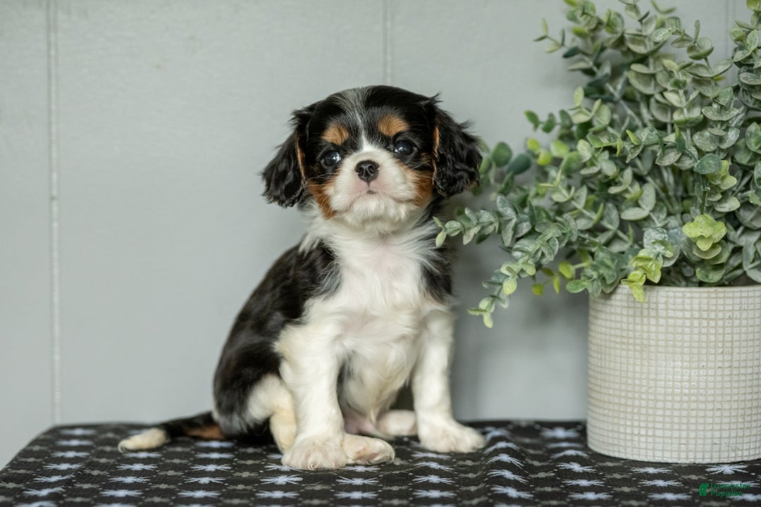 Cavalier King Charles Spaniel dogs for sale: Lester - Image 3
