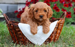 Cavapoo dogs for sale: Lainey - Image 1