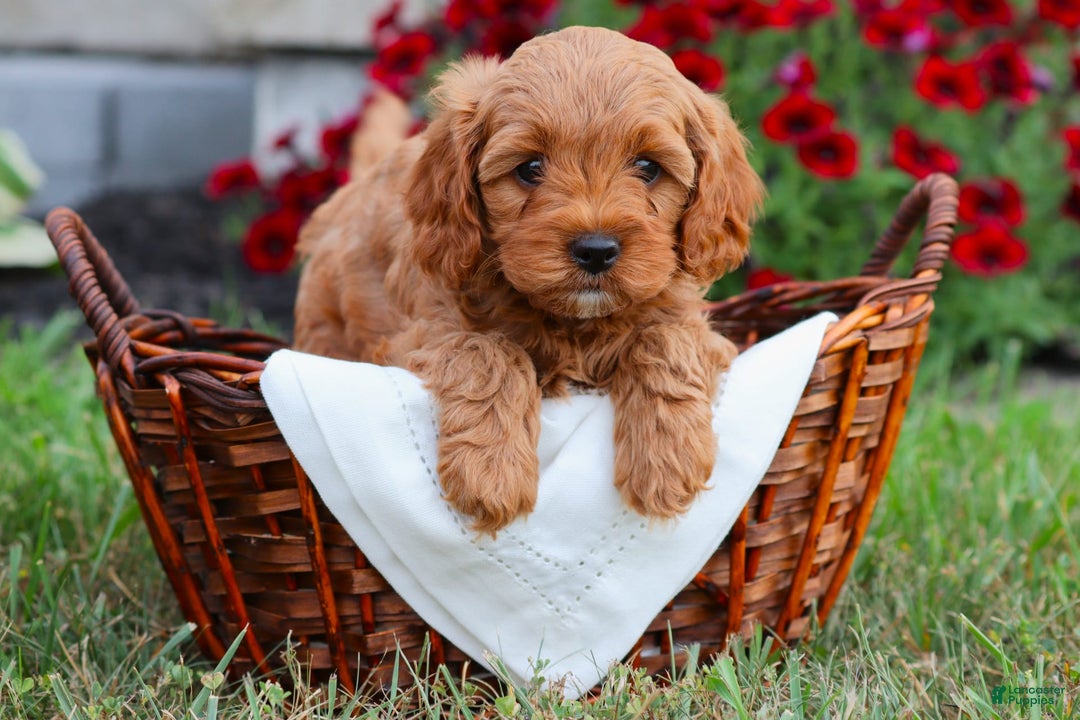 Cavapoo dogs for sale: Lainey - Image 1