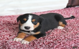 Greater Swiss Mountain Dog dogs for sale: Copper - Image 12
