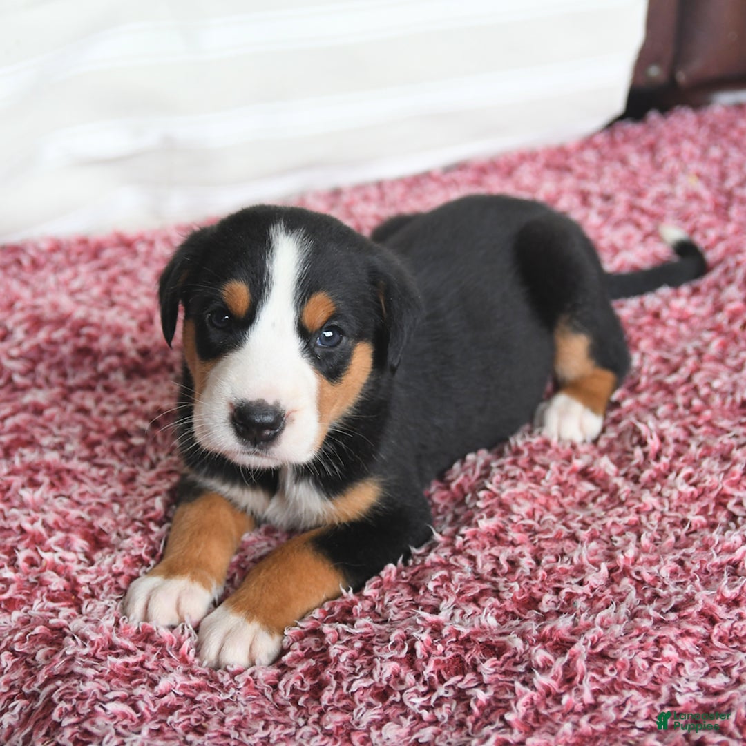 Greater Swiss Mountain Dog dogs for sale: Copper - Image 12
