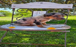 Labrador Retriever dogs for sale: Casper - Image 3