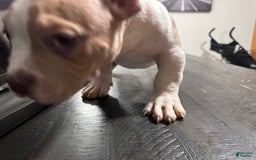 American Bully dogs for sale: Jack - Image 2