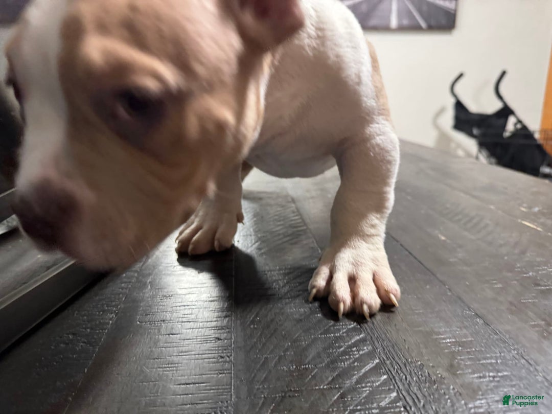 American Bully dogs for sale: Jack - Image 2