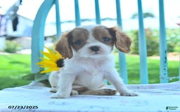 Cavalier King Charles Spaniel dogs for sale: Wilda - Image 3