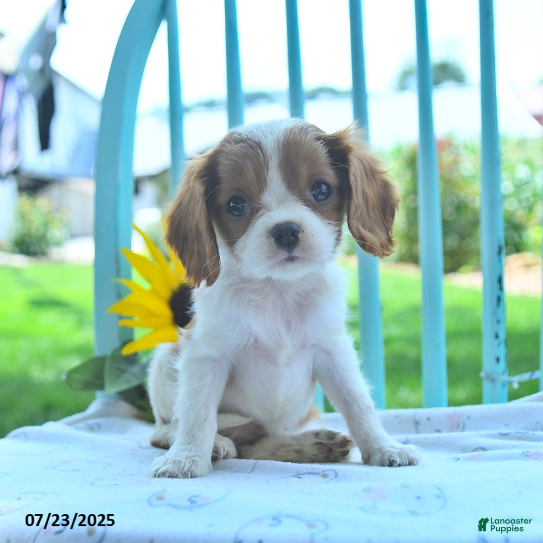 Cavalier King Charles Spaniel dogs for sale: Wilda - Image 3