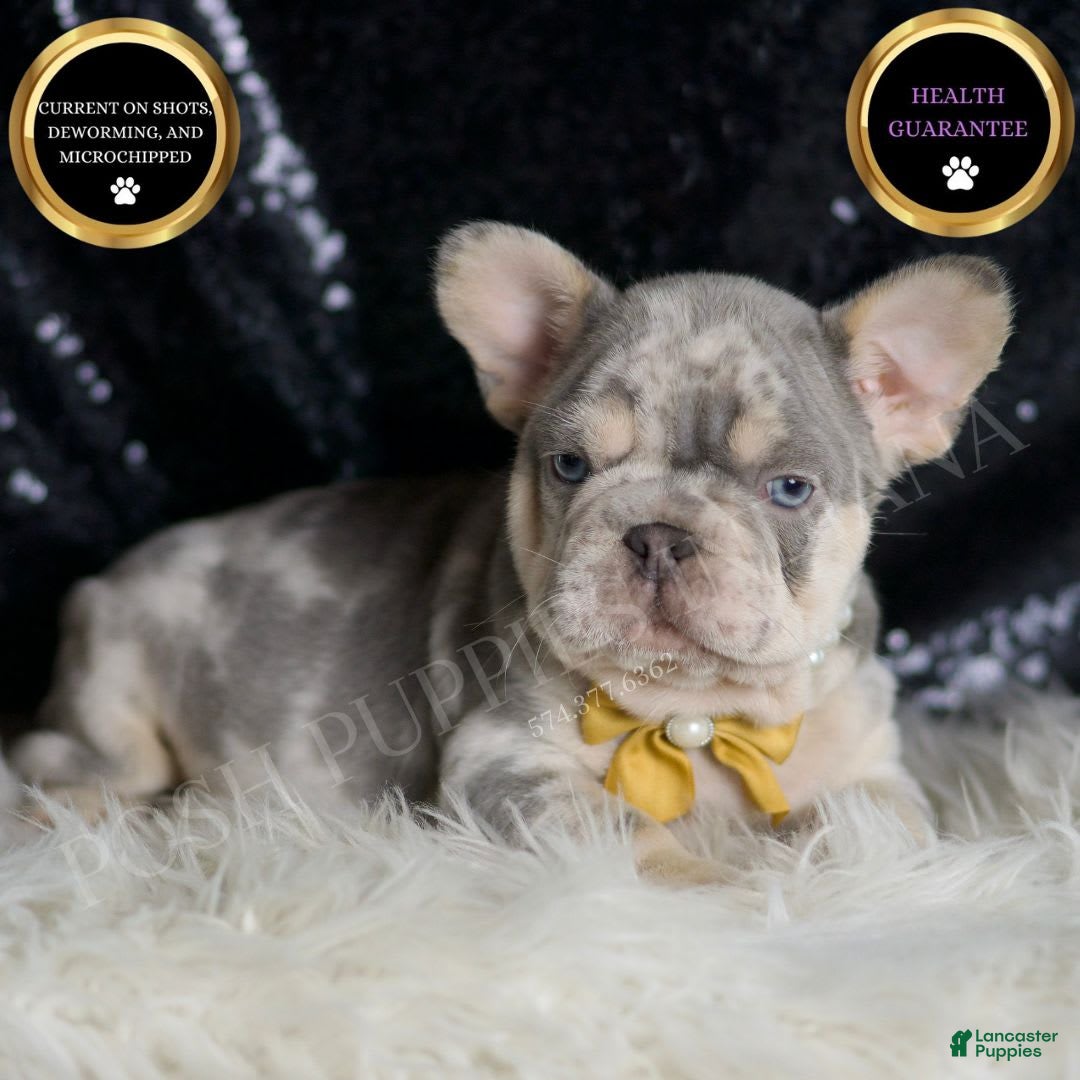 French Bulldog dogs for sale: Mr. Wrinkles - Image 5