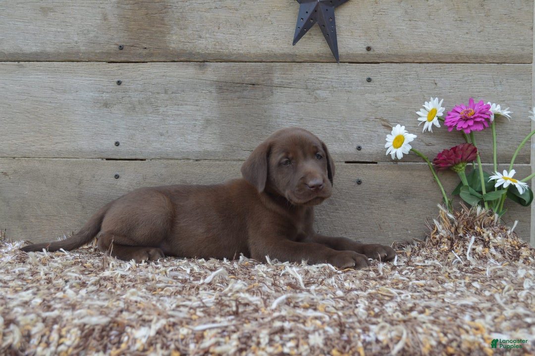 Labrador Retriever dogs for sale: Brenda - Image 3
