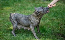 Cane Corso dogs for sale: Ranger - Image 4