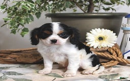 Cavalier King Charles Spaniel dogs for sale: Jace - Image 10