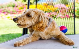 Goldendoodle dogs for sale: Charlotte - Image 2