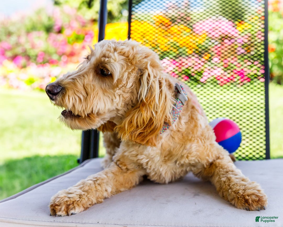 Goldendoodle dogs for sale: Charlotte - Image 2
