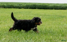 Bernedoodle dogs for sale: Sage - Image 3