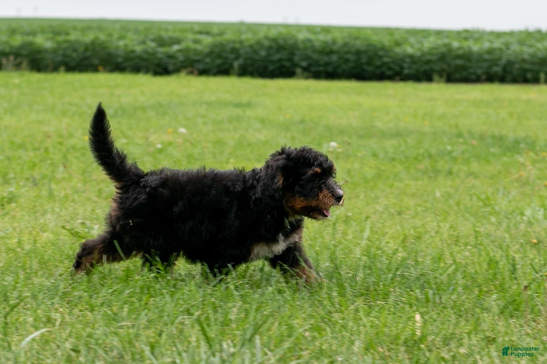 Bernedoodle dogs for sale: Sage - Image 3