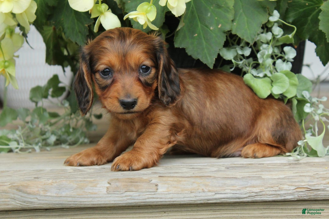 Miniature Dachshund dogs for sale: Smokey - Image 8