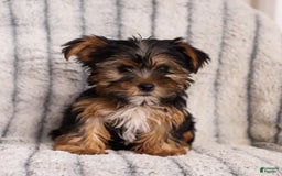 Yorkshire Terrier dogs for sale: Toby - Image 4