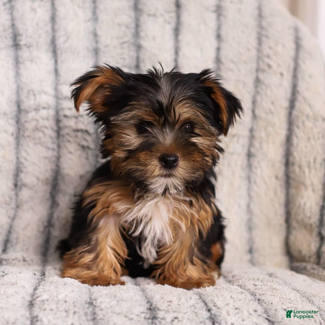 Yorkshire Terrier dogs for sale: Toby - Image 4