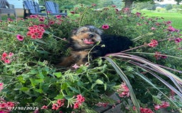 Yorkshire Terrier dogs for sale: Mellow - Image 9