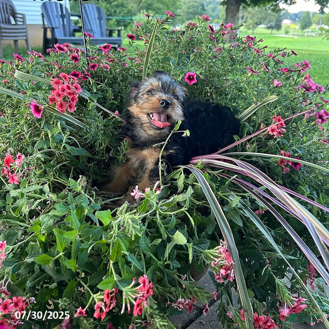Yorkshire Terrier dogs for sale: Mellow - Image 9