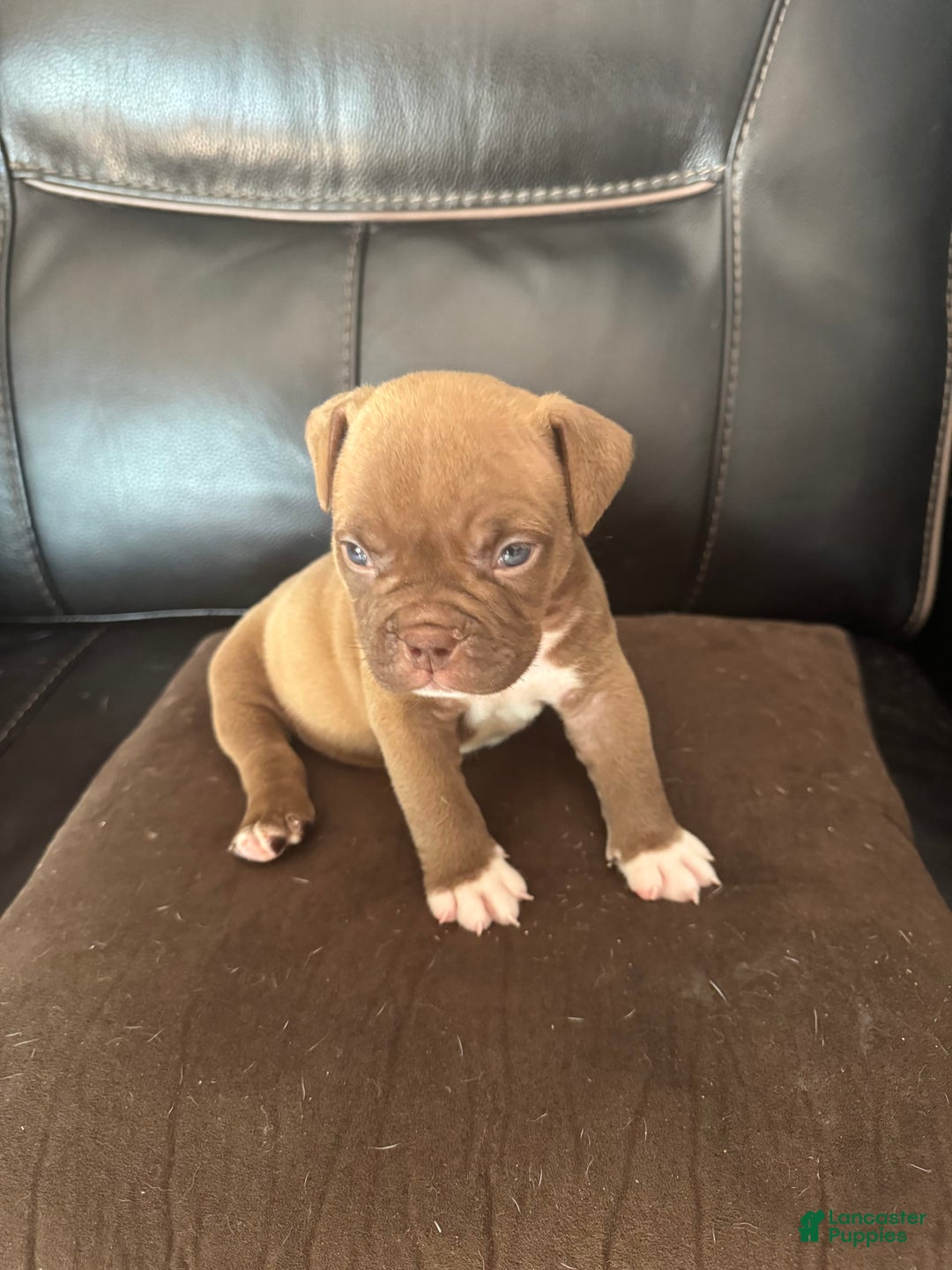 American Bully dogs for sale: Nutella - Image 2