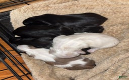 Shih Tzu dogs for sale: Stella Pups - Image 4