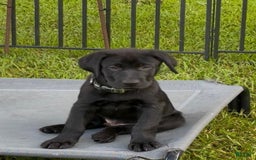 Labrador Retriever dogs for sale: Chester - Image 1