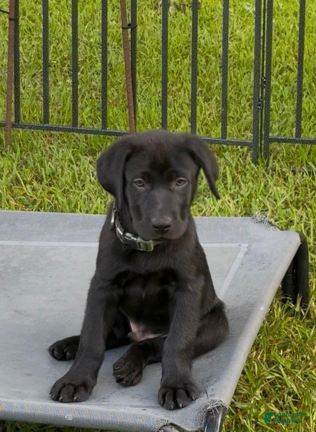 Labrador Retriever dogs for sale: Chester - Image 1