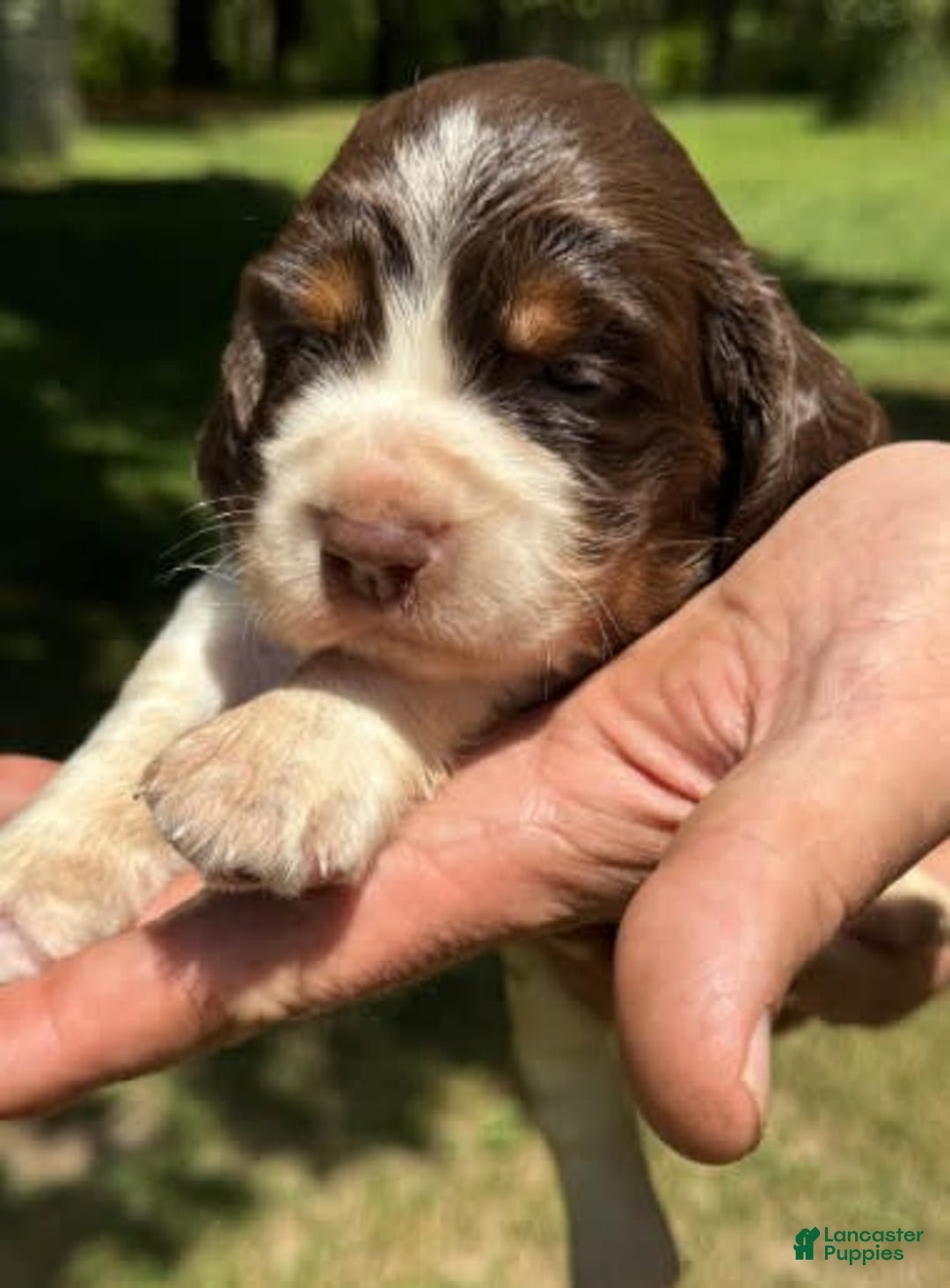 English Springer Spaniel dogs for sale: Female 2 - Image 2