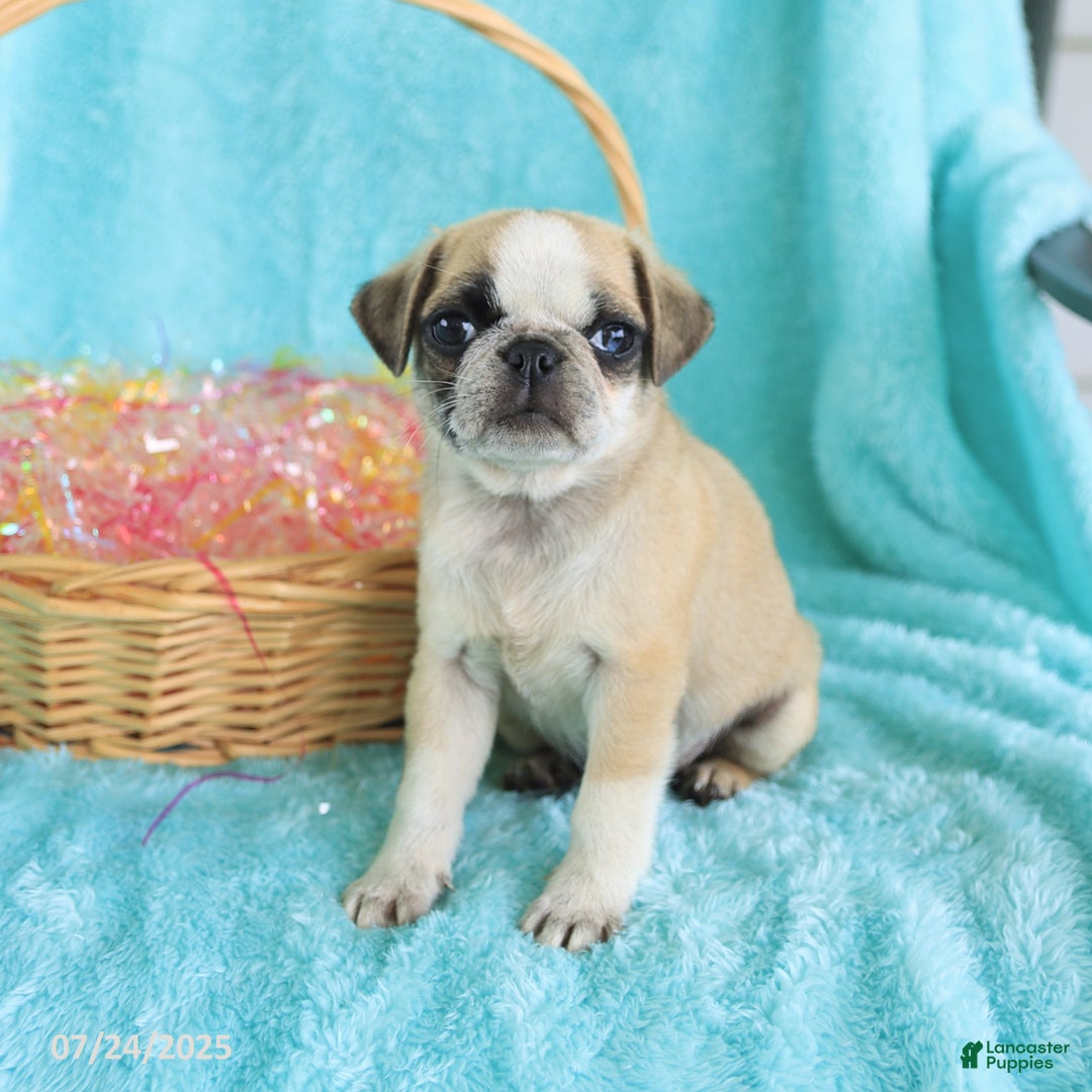 Pug dogs for sale: Paddington - Image 3