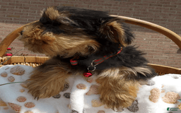 Yorkshire Terrier dogs for sale: Finn - Image 2