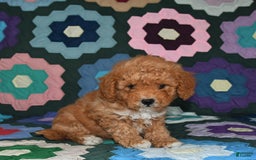 Miniature Poodle dogs for sale: Max - Image 4