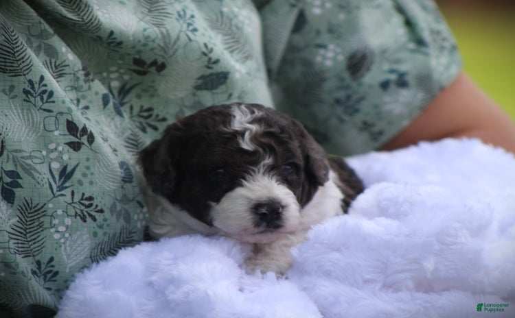 Cockapoo dogs for sale - Ad 1