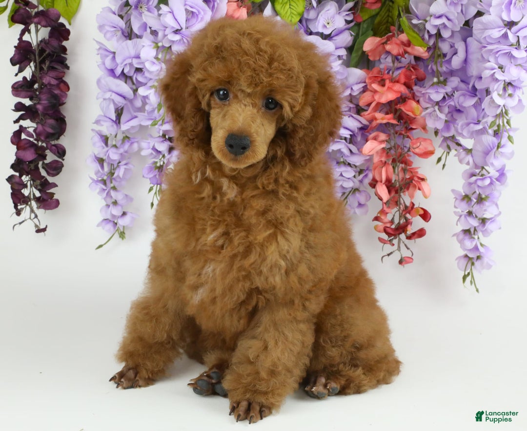 Miniature Poodle dogs for sale: Chase - Image 7
