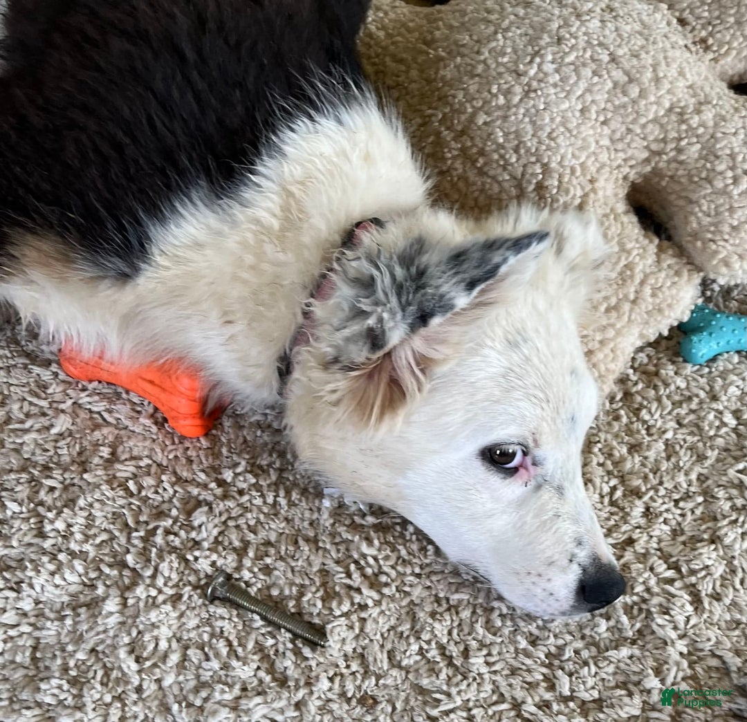 Australian Shepherd dogs for sale: Sugar - Image 4