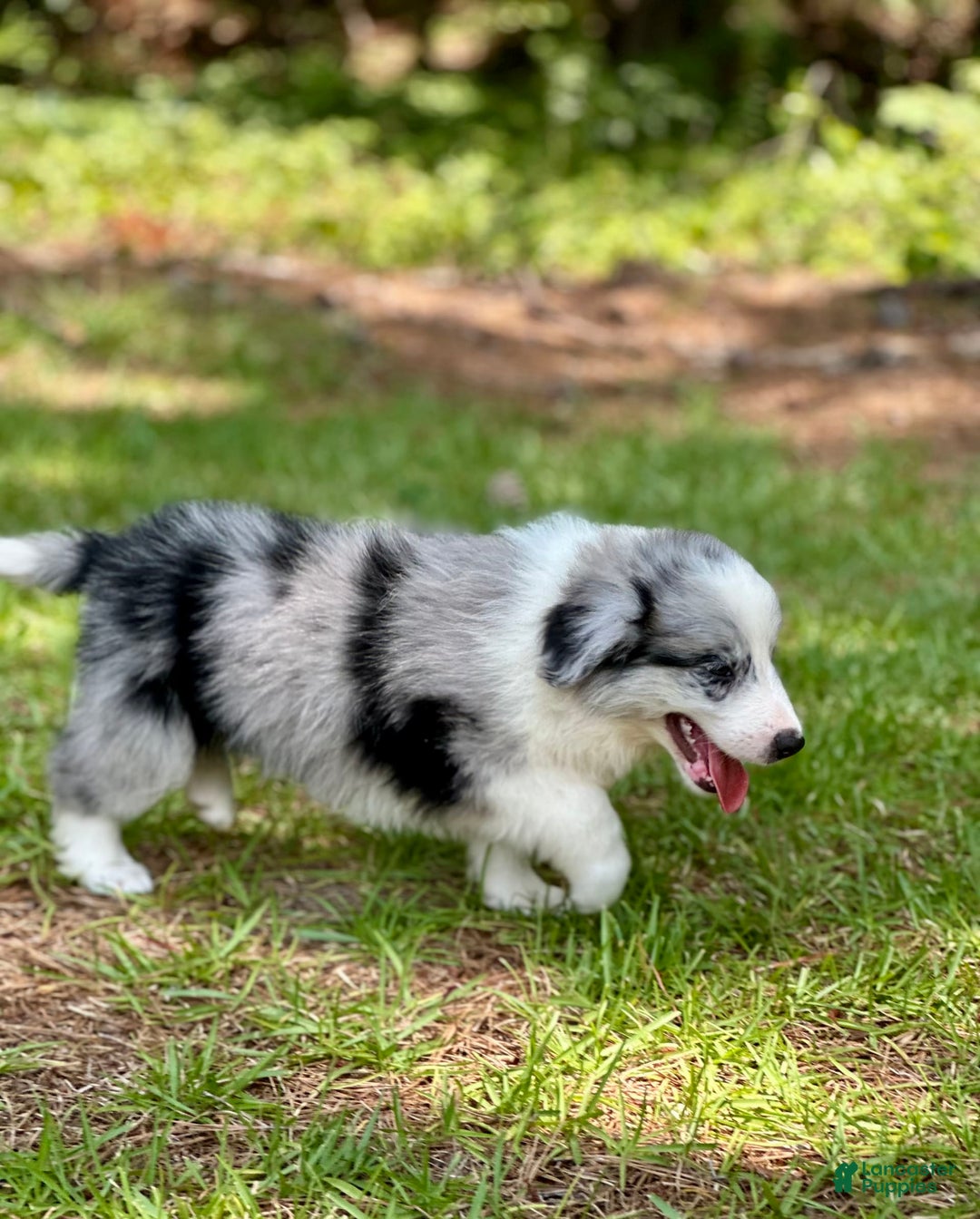 Border Collie dogs for sale: Slick - Image 1