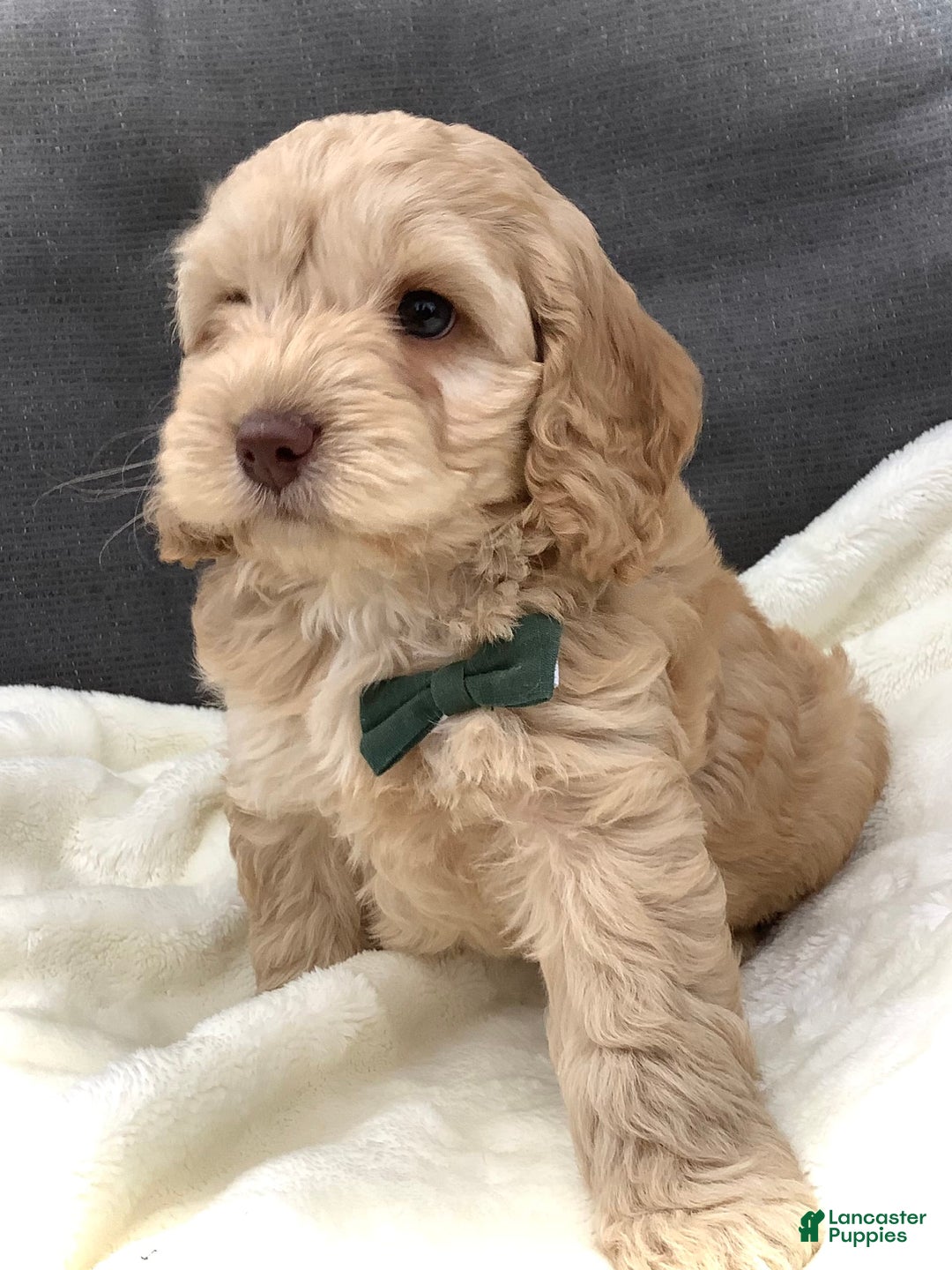 Cockapoo dogs for sale: Enzo - Image 11