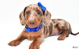Miniature Dachshund dogs for sale: Griffin - Image 9